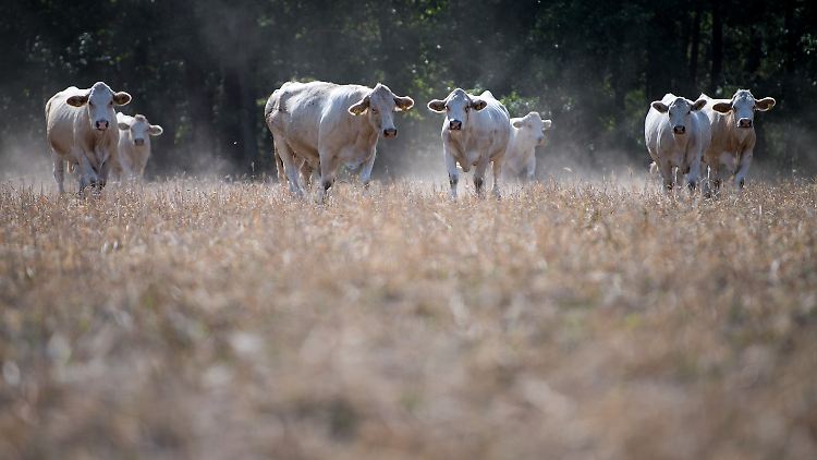 Die Produktion von Rindfleisch sei besonders ressourcenintensiv, so Aktivistin Charlotte Streck.