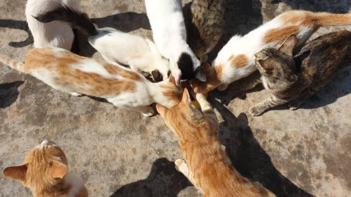 Die Idee, Kinder und Tiere zusammenzubringen, hatte Al-Jaleel schon am ersten Standort verfolgt. Im Garten der Hoffnung werden unter anderem Therapiestunden angeboten.