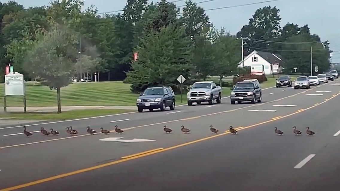 kzg enten.jpg