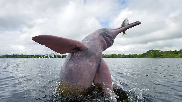 Im Amazonas wird den dort heimischen Tieren durch Staudämme die Lebensgrundlage entzogen.