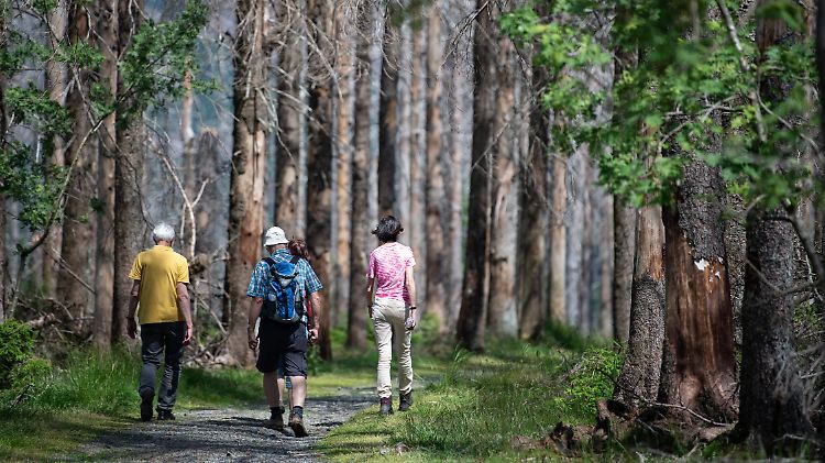 Für den 25. September will Umweltministerin Klöckner Forst- und Umweltexperten zum "Waldgipfel" nach Berlin einladen.