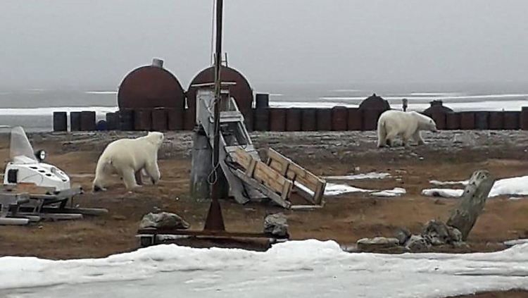 Auf der Suche nach Nahrung halten sich Eisbären am Polarkreis immer häufiger und auch immer länger in der Nähe von Menschen auf und werden so zur Gefahr.