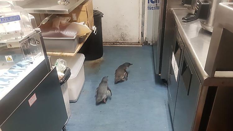 Es wird vermutet, dass es sich um das gleiche Pinguin-Pärchen handelt, das im Juli ein Sushi-Restaurant unsicher machte.