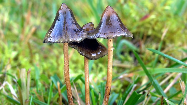In Oakland und Denver sind die sogenannten "Magic Mushrooms" bereits straffrei.