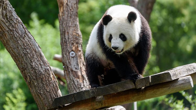Jubel im Berliner Zoo: Es regt sich was in Panda-Dame Meng Meng.