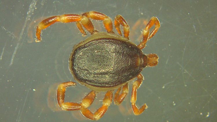 Krabbeliges Tierchen: Mit einer durchschnittlich größeren Körperlänge als die der heimischen Zecke, ist die Art Hyalomma für den Menschen schneller erkennbar.