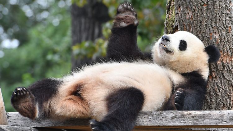 Meng Meng - hier in einem früheren Stadium ihres Berlin-Aufenthalts - könnte schon bald Mutter werden und so für den ersten "deutschen" Panda sorgen.