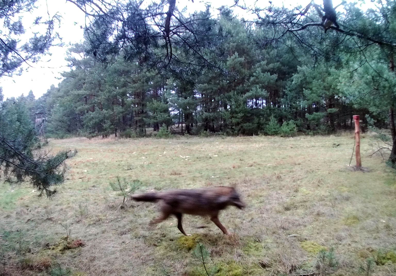 Der in Deutschland mit Sicherheit präsenteste wilde Rückkehrer ist in Wirklichkeit eher eine flüchtige Bekanntschaft. Der Wolf ...
