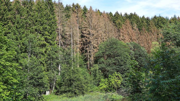 Die Wälder sind inzwischen stellenweise massiv von der Trockenheit gezeichnet - und geschädigt.