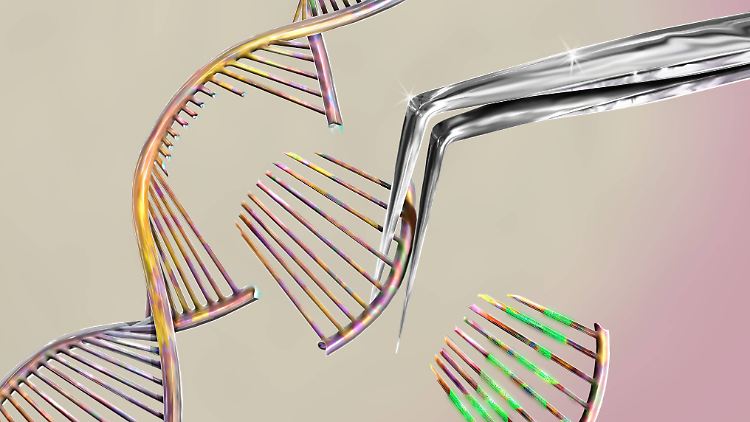 Mit der Genschere Crispr lassen sich bestimmte Teile einer DNA ausschneiden und verändern.