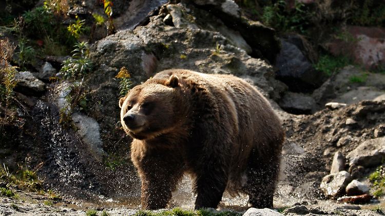 Allein in den Nordwest-Territorien Kanadas leben 4000 bis 5000 Grizzlybären. 