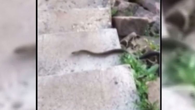 Äskulapnatter Schlangen.JPG