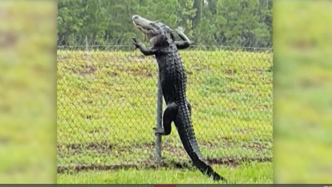 Alligator.jpg
