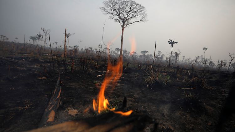Der brasilianische Regenwald wird schonungslos niedergebrannt, um landwirtschaftliche Nutzflächen zu schaffen.