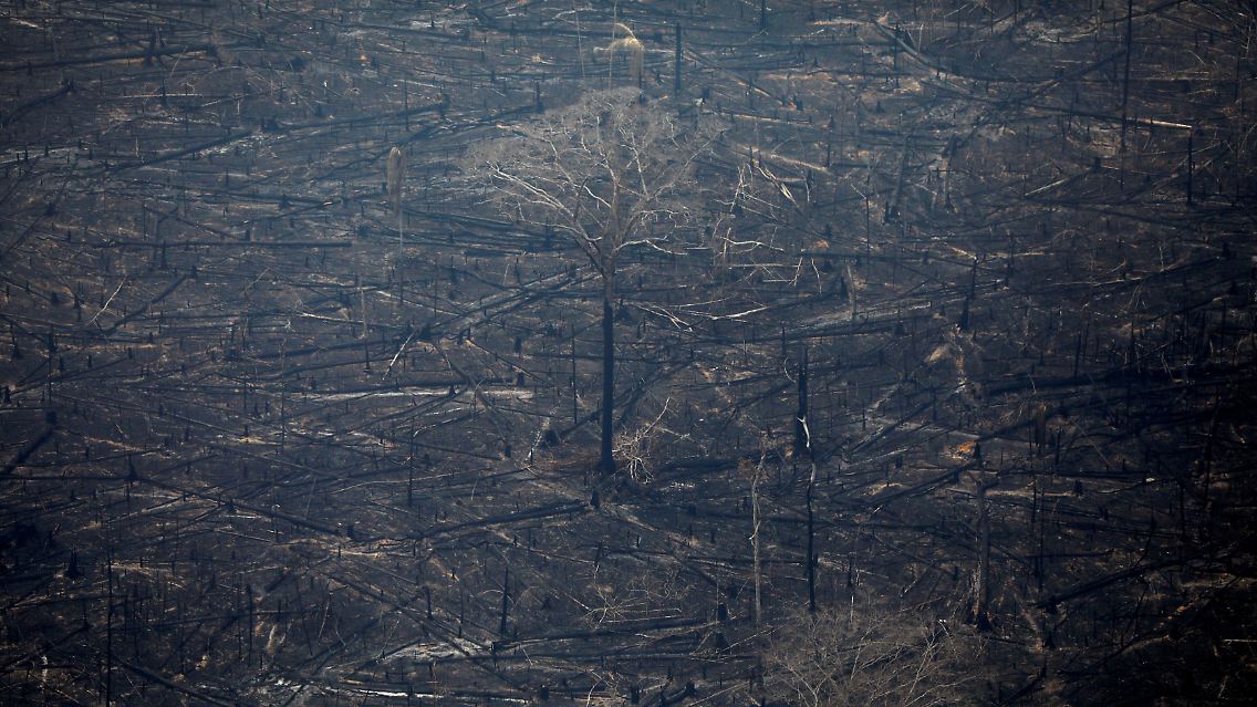 Durch die Feuer ist zudem das in den Bäumen gespeicherte CO2 freigeworden, Wissenschaftler befürchten, dass die große menge die Klimakrise weiter verschärfen wird.