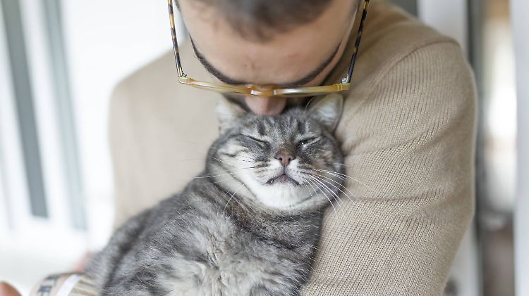 Der Impfstoff wurde bisher an 70 Katzen getestet.