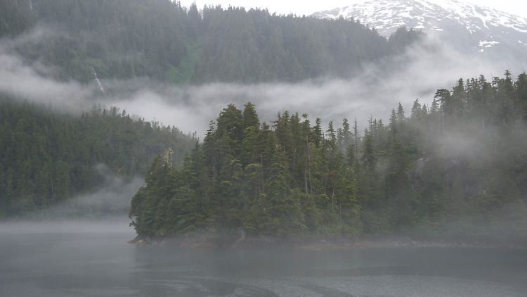 Vor allem Fichten, Tannen und Kiefern beheimatet der Tongass Nationalforst.