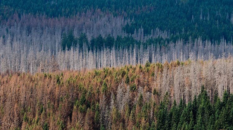 Deutsche Wälder leiden immer häufiger unter Trockenheit oder Schädlingen.