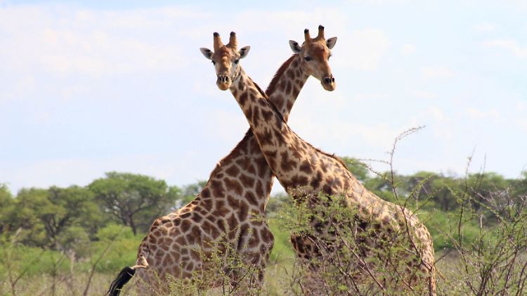 Auch die Giraffe gehört zu den besonders schützenswerten Arten.