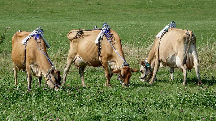 Forscher der Uni Kiel wollen den Methan-Produktion durch einen Kräutmix reduzieren. Dafür binden sie den Tieren Gürtel um - die diese nicht groß zu stören scheint.
