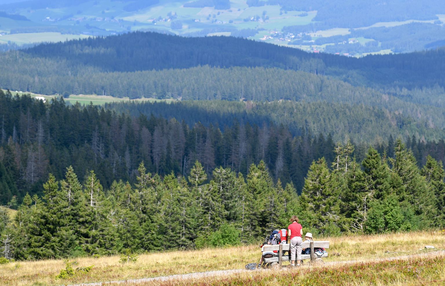 Wald und Deutschland, das gehört für viele untrennbar zusammen. Doch ...