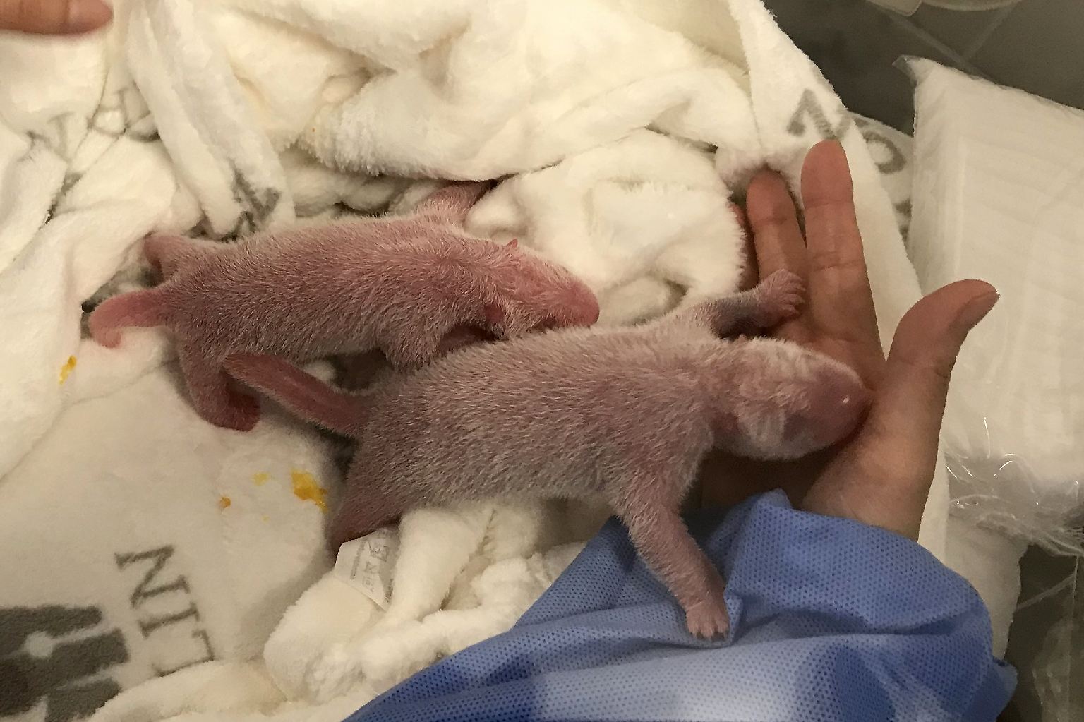 Diese beiden Neugeborenen sind schon jetzt der Stolz des Berliner Zoos.