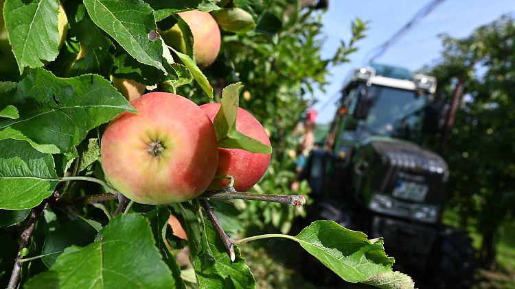 Die Äpfel, die die Wetterkapriolen überstanden haben, sind in diesem Jahr wie hier in Baden-Württemberg von guter Qualität.