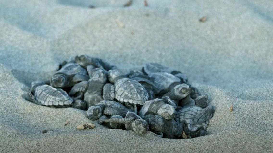 Ecuador_-Olive-Ridley-Schil.jpg
