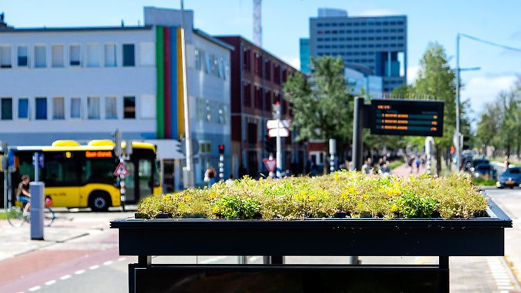 Ein begrüntes Dach eines Bushaltestellen-Häuschens in der niederländischen Stadt Utrecht.
