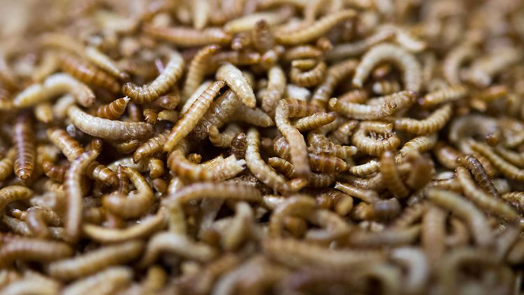 Gewöhnungsbedürftiger Snack: Bislang haben sich Insekten in Deutschland noch nicht als Lebensmittel etabliert. Das ändert sich aber langsam.