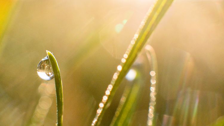 Typisch für den Altweibersommer: Tau, der sich in frischen Nächten bildet.