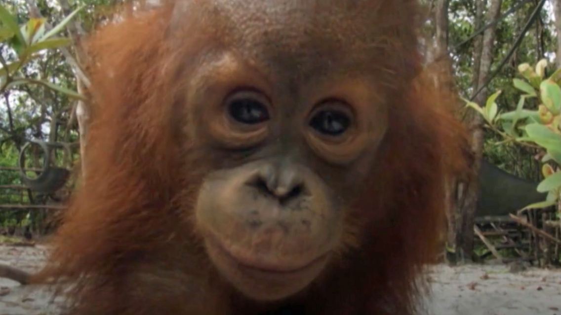 orangutans.jpg