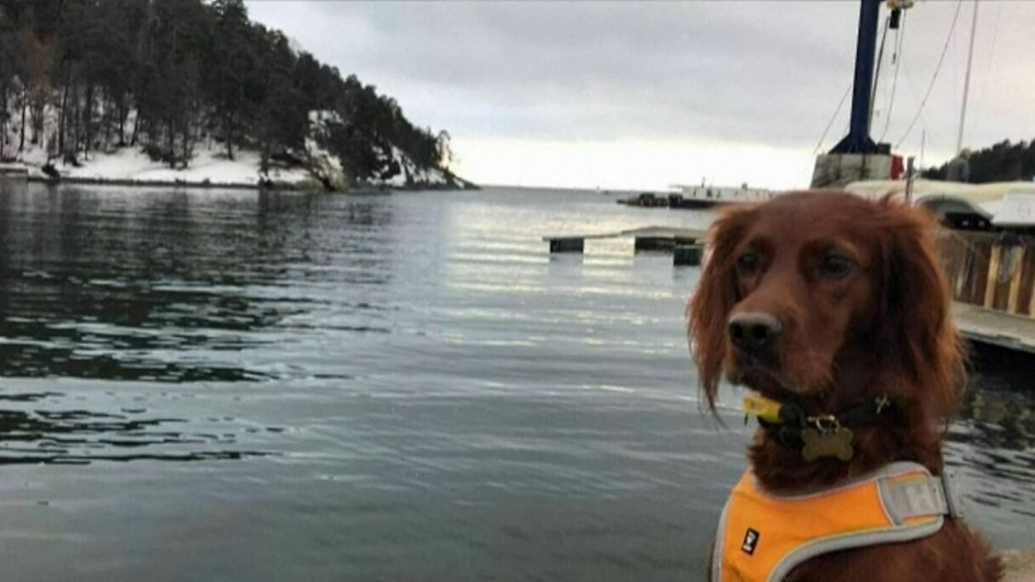 hunde oslo.jpg