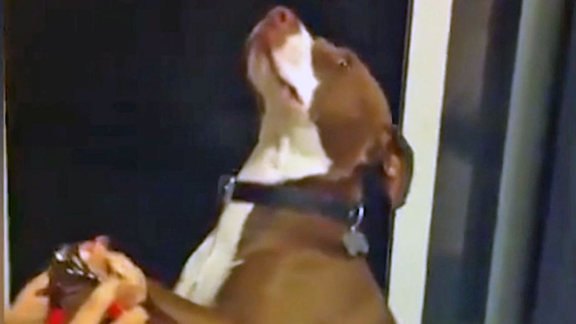 DramaDog.jpg