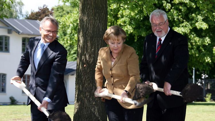 Bundeskanzlerin Merkel, Optik-Unternehmer Fielmann und der ehemalige Ministerpräsident Schleswig-Holsteins Carstensen beteiligten sich am Verpflanzen einer 50 Jahre alten Eiche.