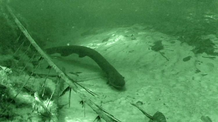 Ein Elektroaal der Art Electrophorus variii schwimmt durch den Rio Negro. 