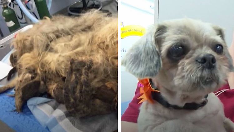 Hund vorher nachher 2.jpg