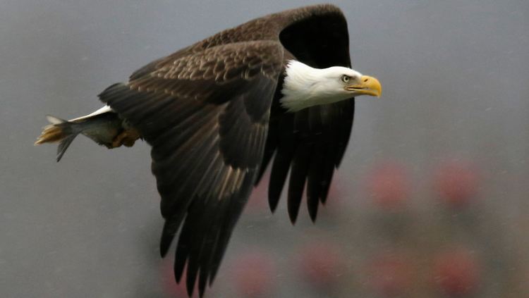 Wappentier der USA: Nicht nur seltene Raubvögel wie der Weißkopfseeadler sind von dem Vogelschwund betroffen.
