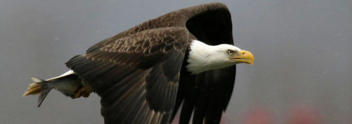 Wappentier der USA: Nicht nur seltene Raubvögel wie der Weißkopfseeadler sind von dem Vogelschwund betroffen.