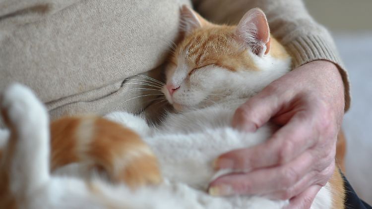 Nicht alle Katze sind distanziert und scheu. 