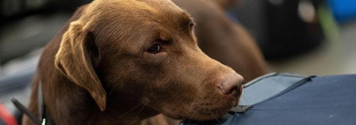 Ein Drogenspürhund schnüffelt während einer Gepäckkontrolle des Zolls am Flughafen. Foto: Marius Becker/Archivbild