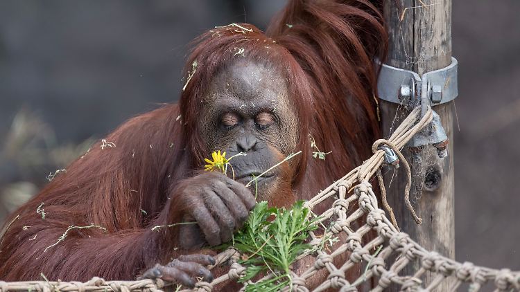 In Rostock geboren, in Gelsenkirchen aufgewachsen und dann in Buenos Aires alt geworden: Die Orang-Utan-Dame "Sandra".