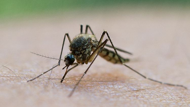 Das Virus wird von bestimmten heimischen Mücken übertragen.