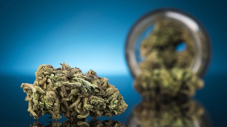 Die Experten schätzen, dass der Markt für medizinisches Cannabis bis zum Jahr 2028 europaweit um insgesamt 55 Milliarden Euro ansteigen könnte.