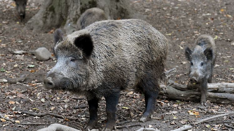 Hunderte Wildschweine fallen in der Nähe von Budapest der Afrikanischen Schweinepest zum Opfer.