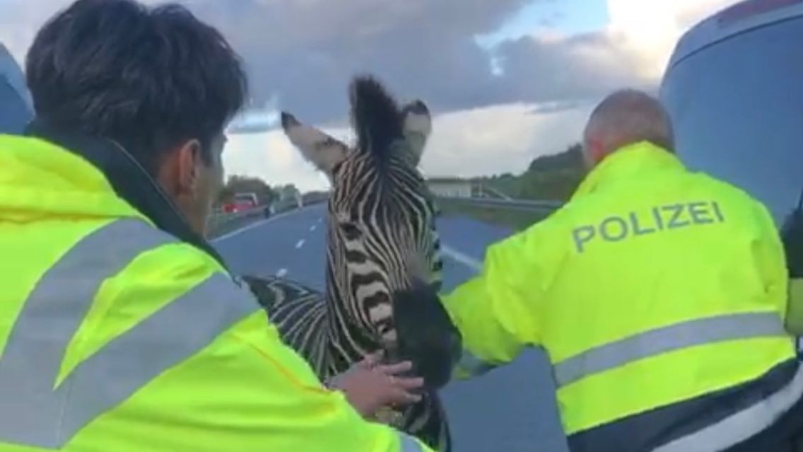 Eines der beiden Zebras konnte bereits eingefangen werden.