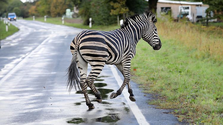 Zusammen mit einem Artgenossen war das erschossene Zebra aus einem Zirkus in Tessin ausgebüxt.