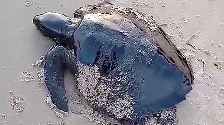 Diese ölverklebte Schildkröte wurde schon Ende September in Alcantara, im Bundesstaat Maranhao, angespült.