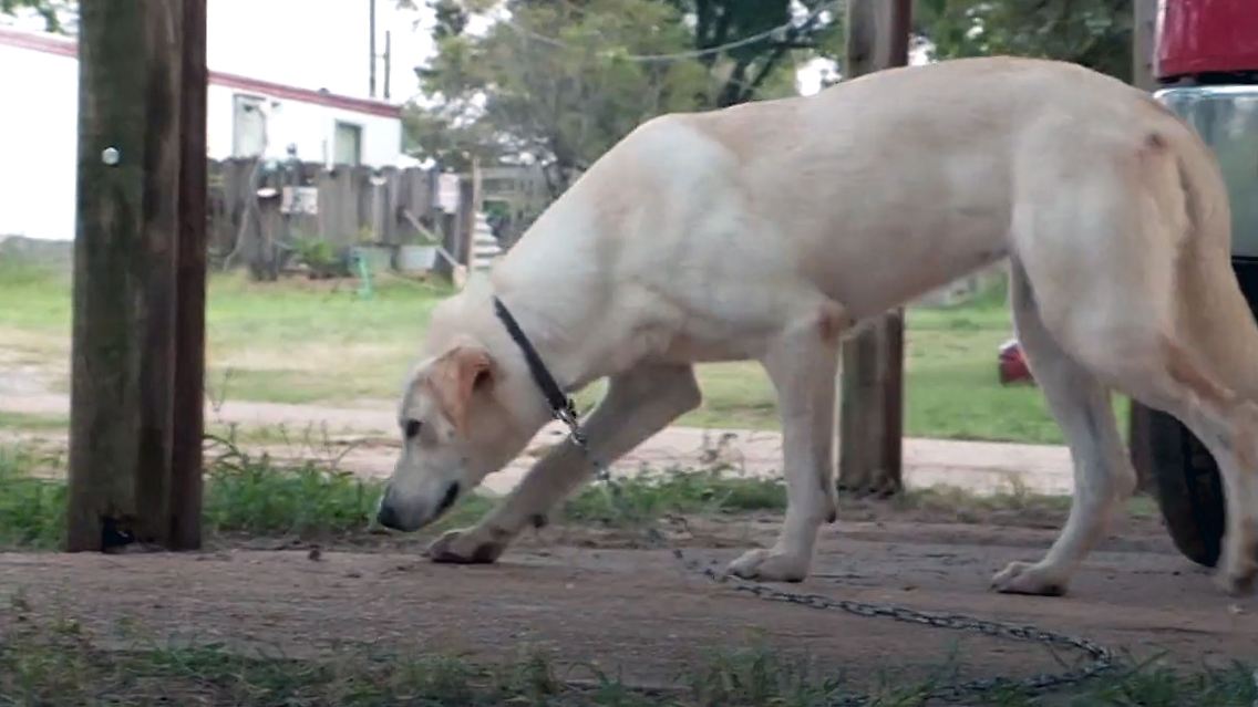 HundSchuss.jpg