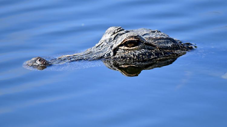 Alligatoren kommen häufig in Florida vor.